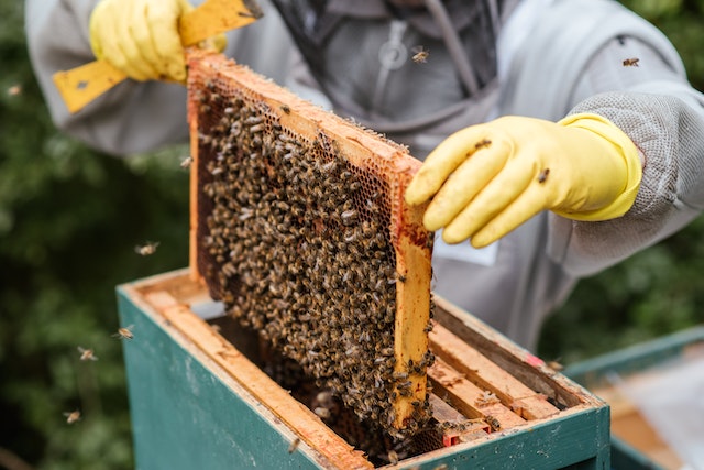 Dlaczego odpowiedni strój pszczelarza jest kluczowy dla bezpiecznego pasjonata pszczół